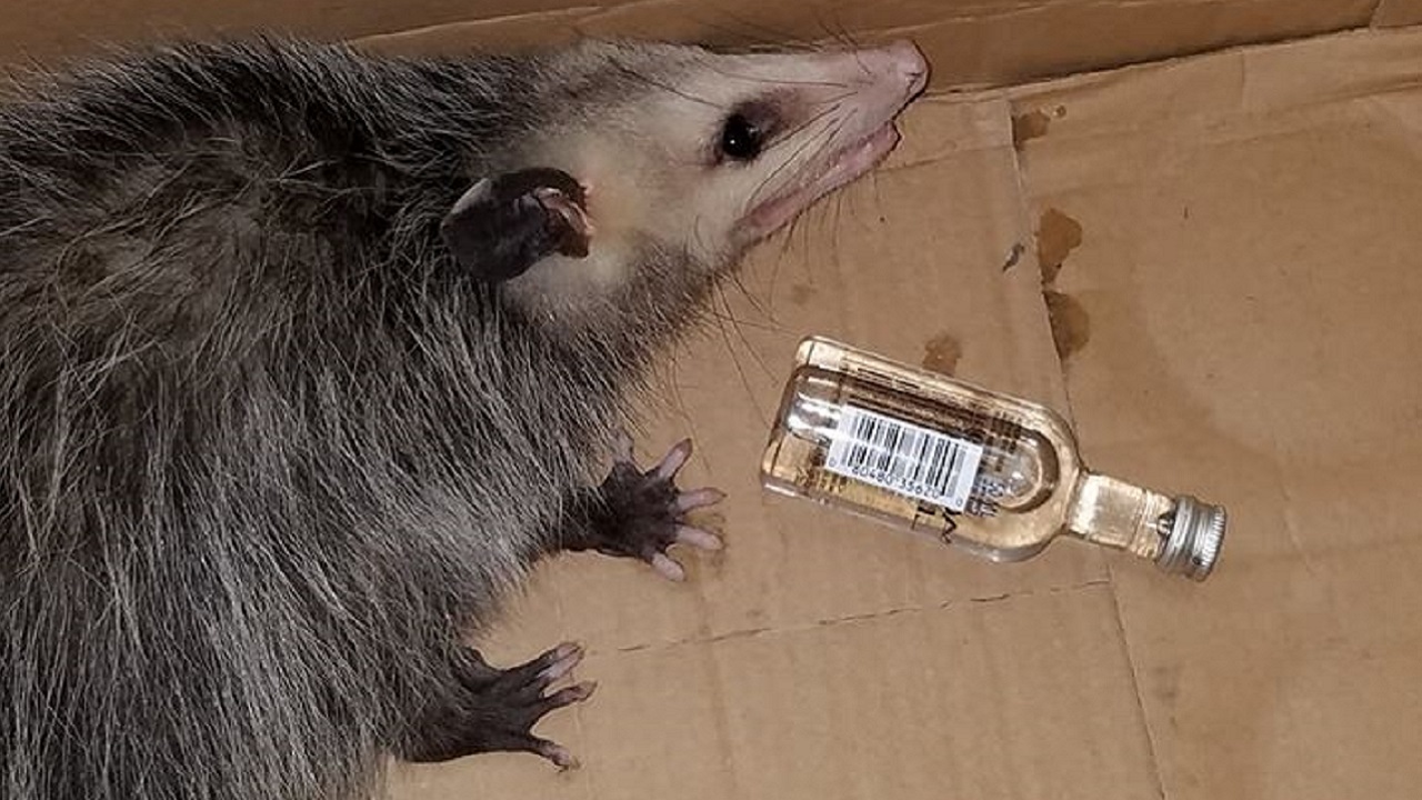 Florida Possum Breaks Into Liquor Store, Gets Drunk