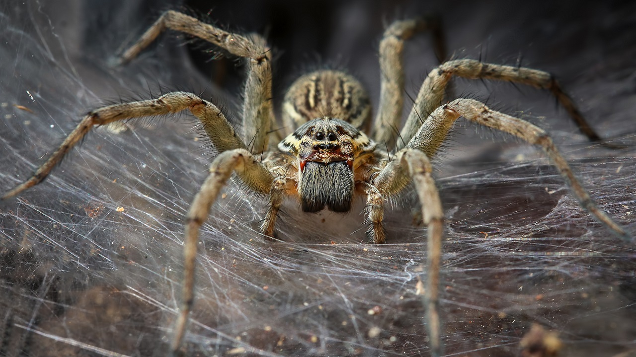 Science Makes Super-Strong Spider Silk Because Spiders Aren't Terrifying Enough