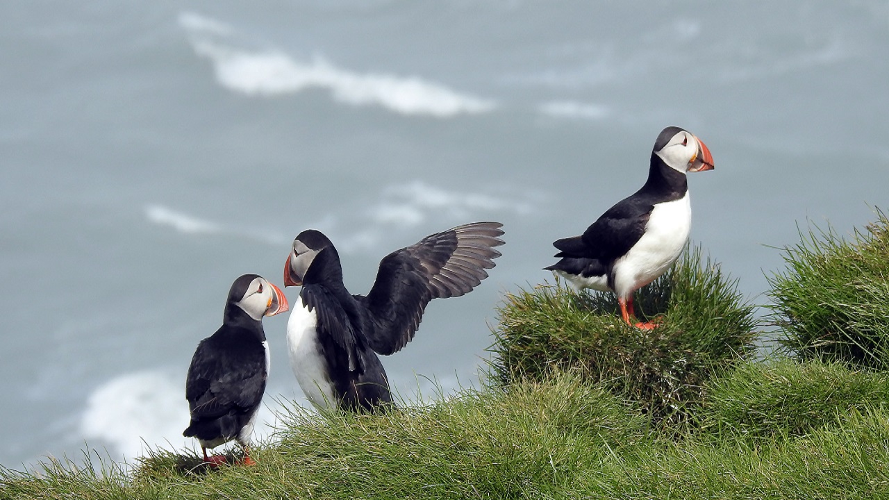 Porgs, Your Favorite New Star Wars Creature, Are Just Puffins They Couldn't Scare Off