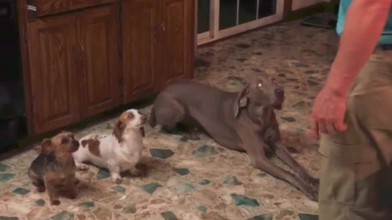 Video Of Dad Disciplining Family Dogs Is All Too Familiar