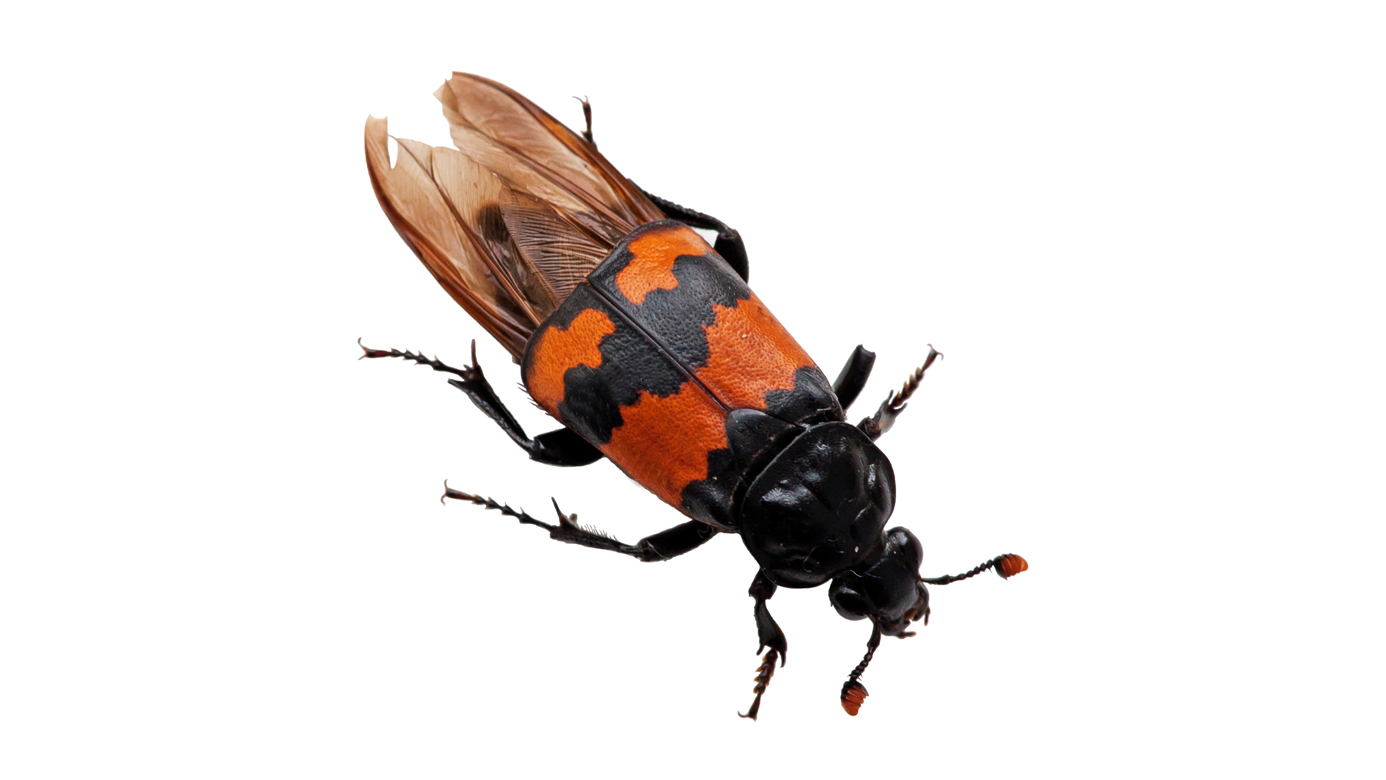 Parents Even Worse Than You: Burying Beetles