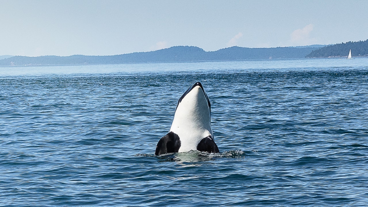 Move Over Apes, Talking Killer Whales Are Taking Over