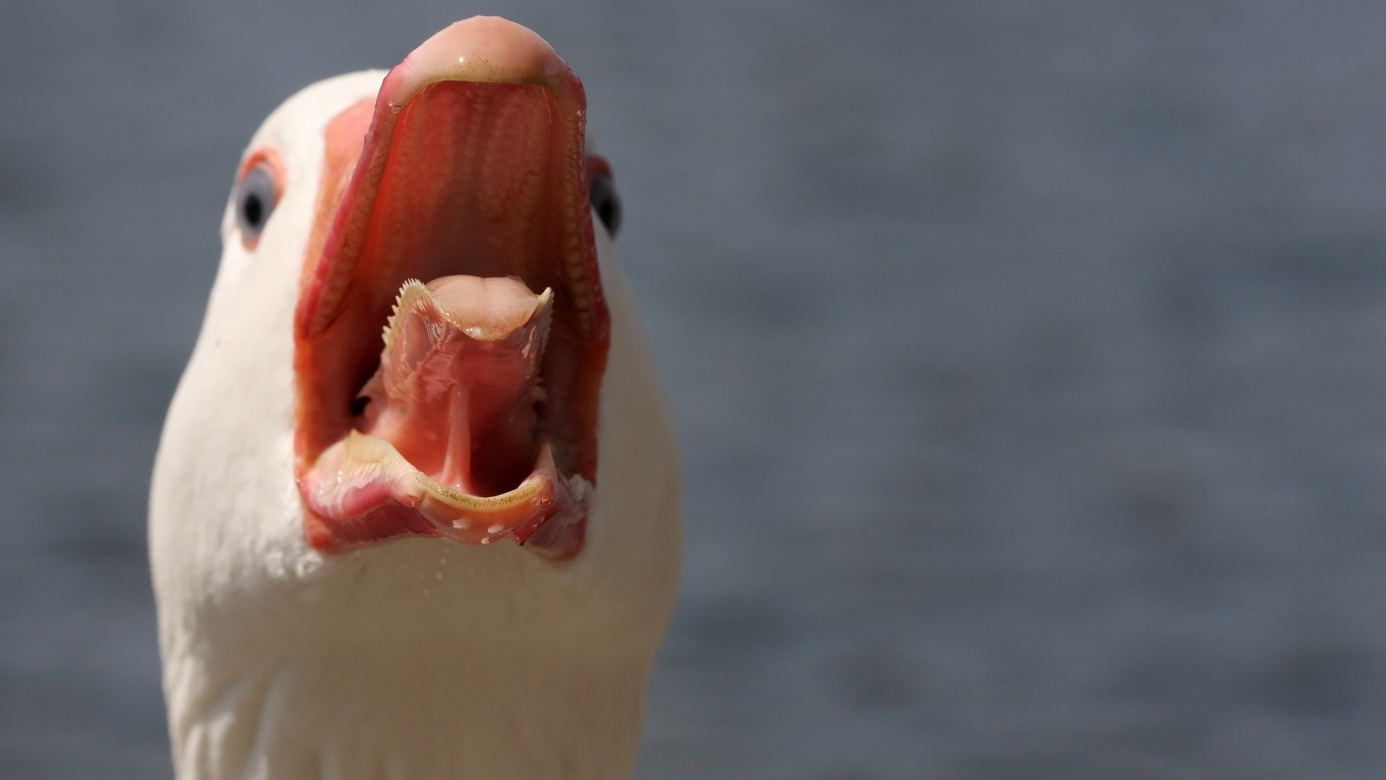 Proof That Geese Are Just The Worst