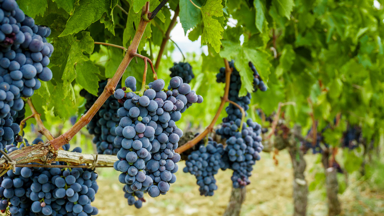 Father-Son Duo Salvages Ruined Grapes From Vineyard For Wildfire Relief