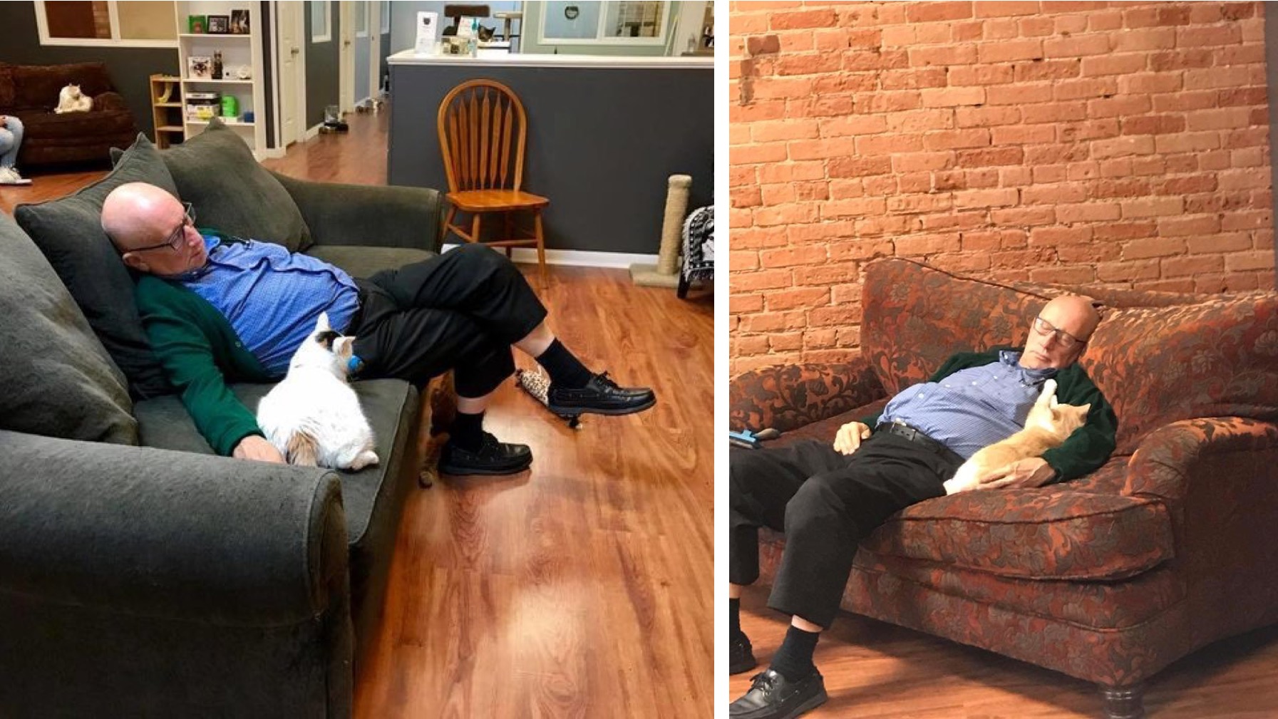 75-Year-Old Volunteer Literally Takes Catnaps at Animal Shelter