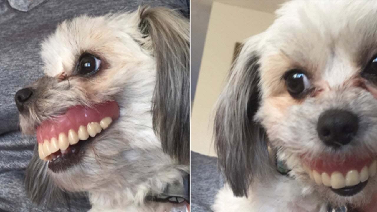 Devious Dog Swipes Dad's Dentures