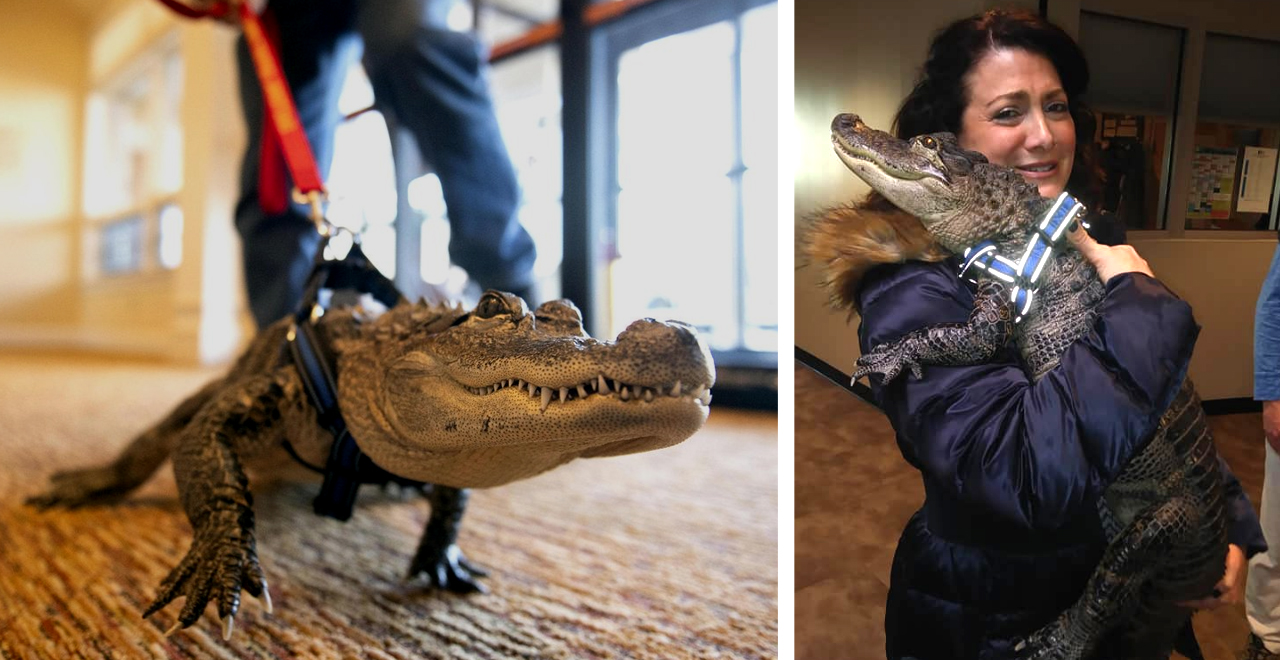 Wally, the Emotional Support Alligator Who Helps Kids and Seniors [WATCH]