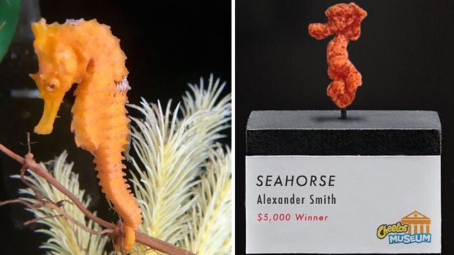 Little Girl Mistakes Sea-Horse For Cheeto, Saves Its Life