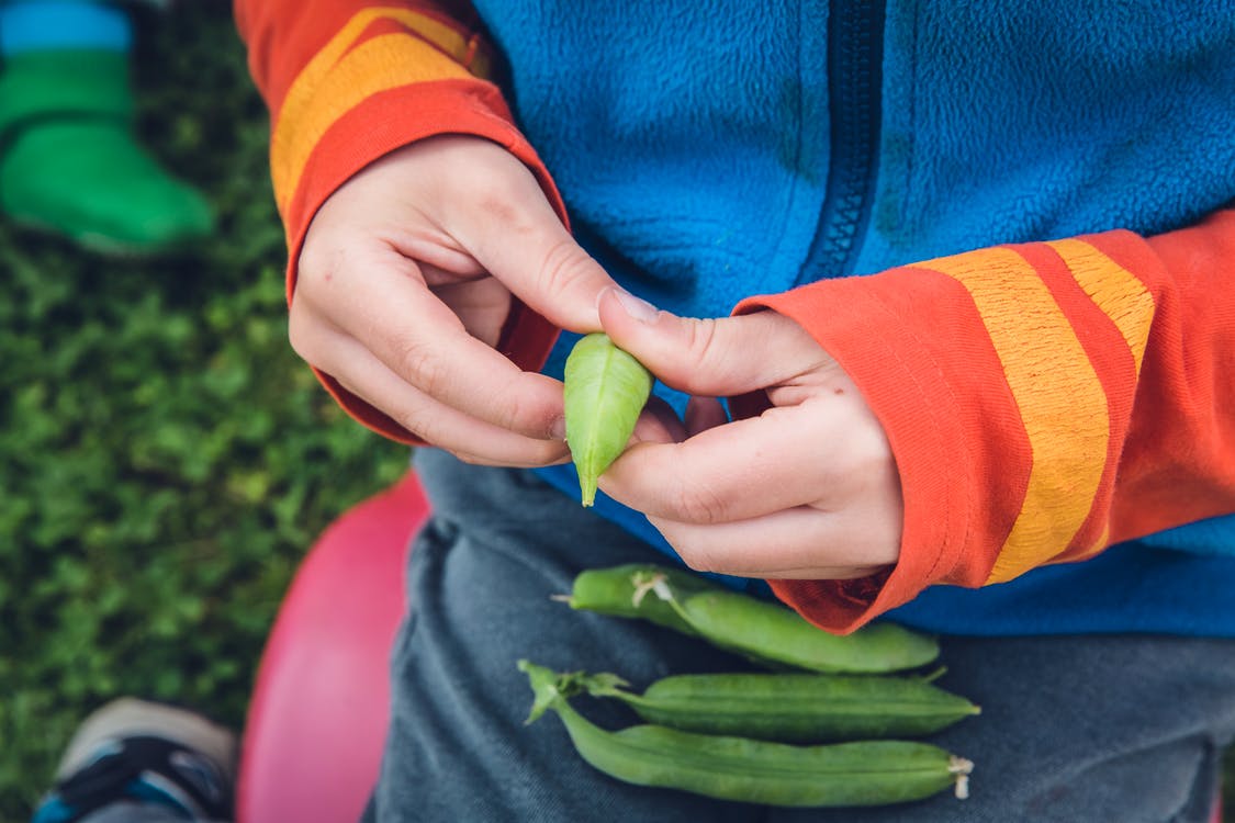 child growing peas, gardening
