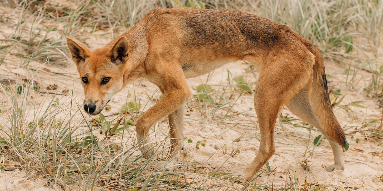 Dingo Tries to Snatch Kid