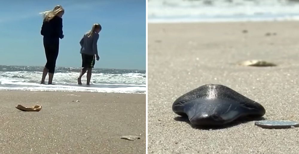 Girl Finds Meg Tooth on Beach