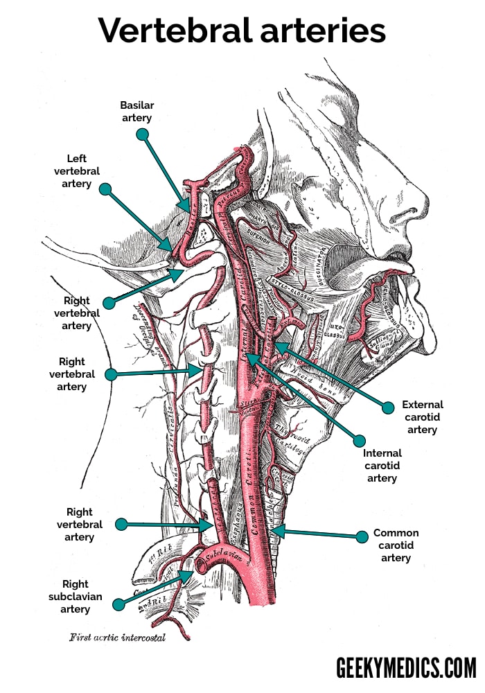 Vertebral Arteries
