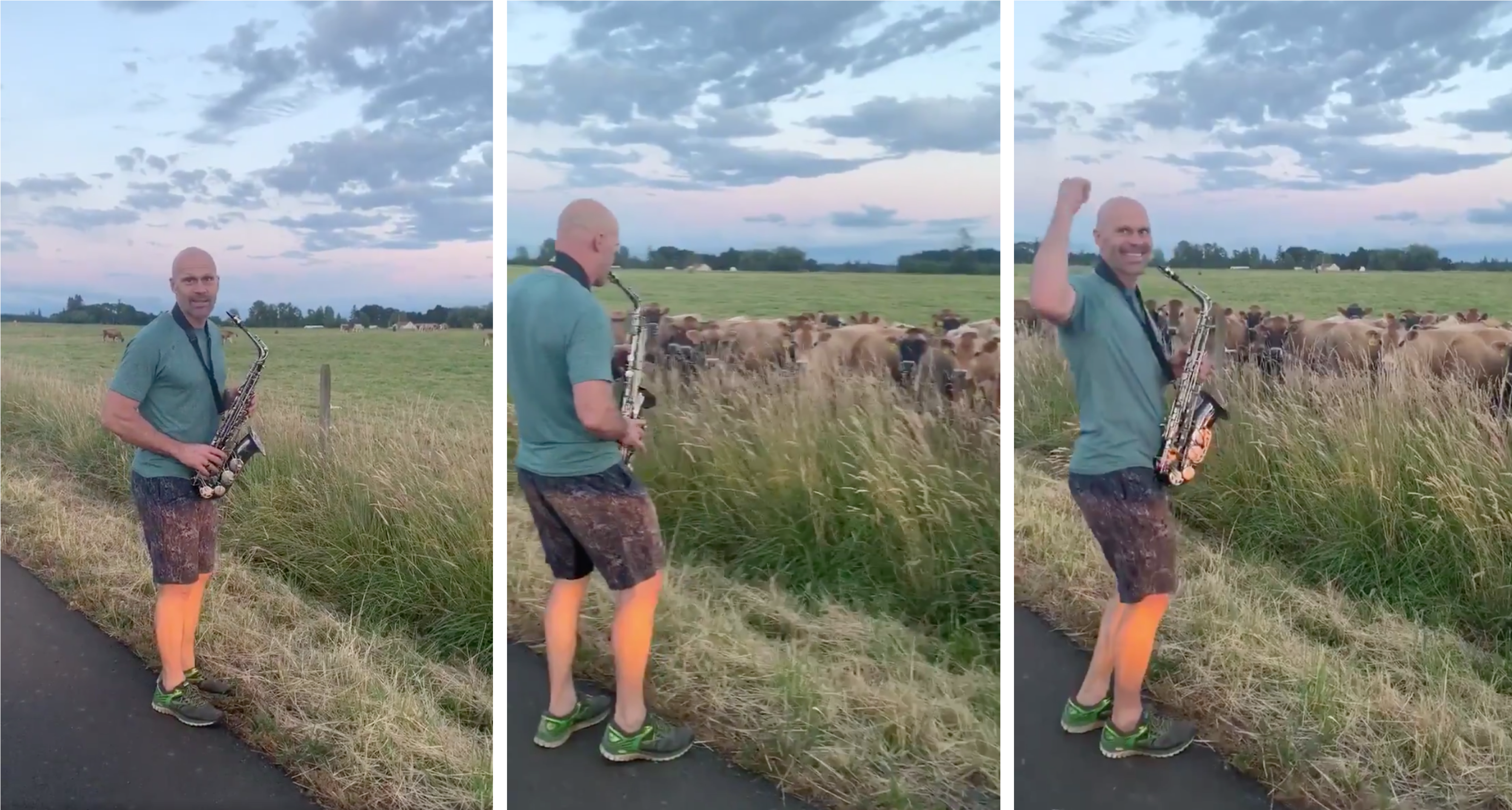 Dad Attracts Bevy of Bovines with Saxophone Solo