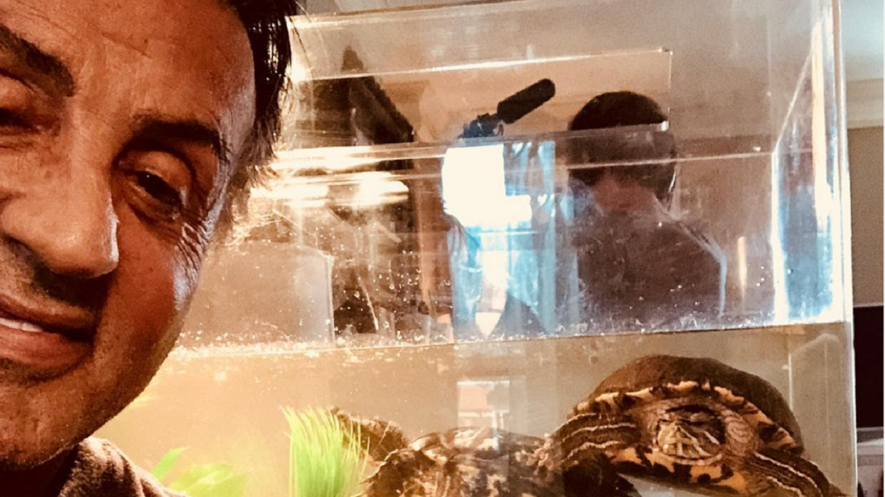 Stallone's Pet Turtles from Rocky