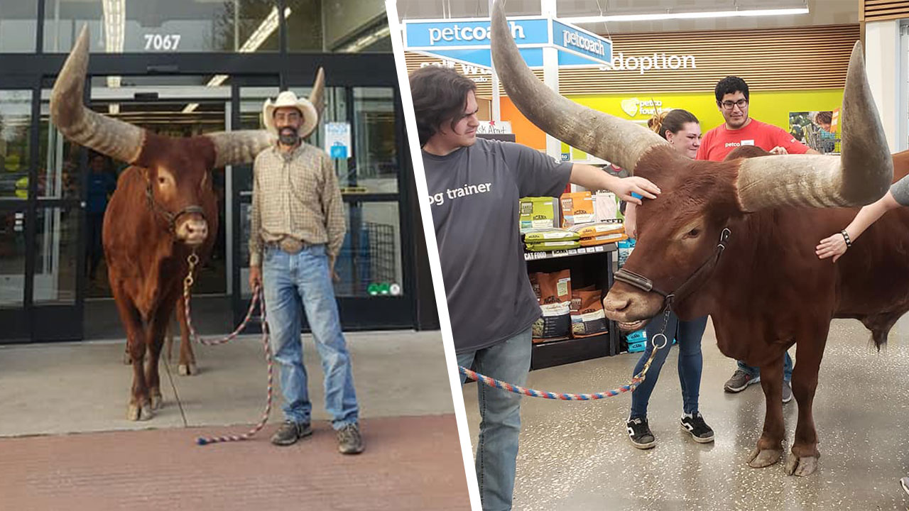 Texans Test PetCo's "All Leashed Pets Welcome" Policy With 1,600lb Steer