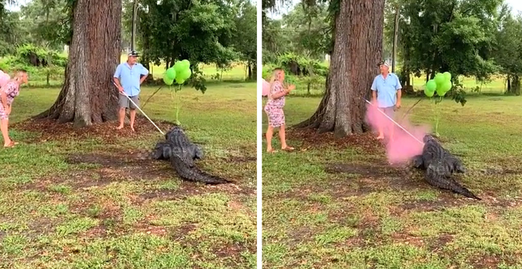 Alligator Gender Reveal