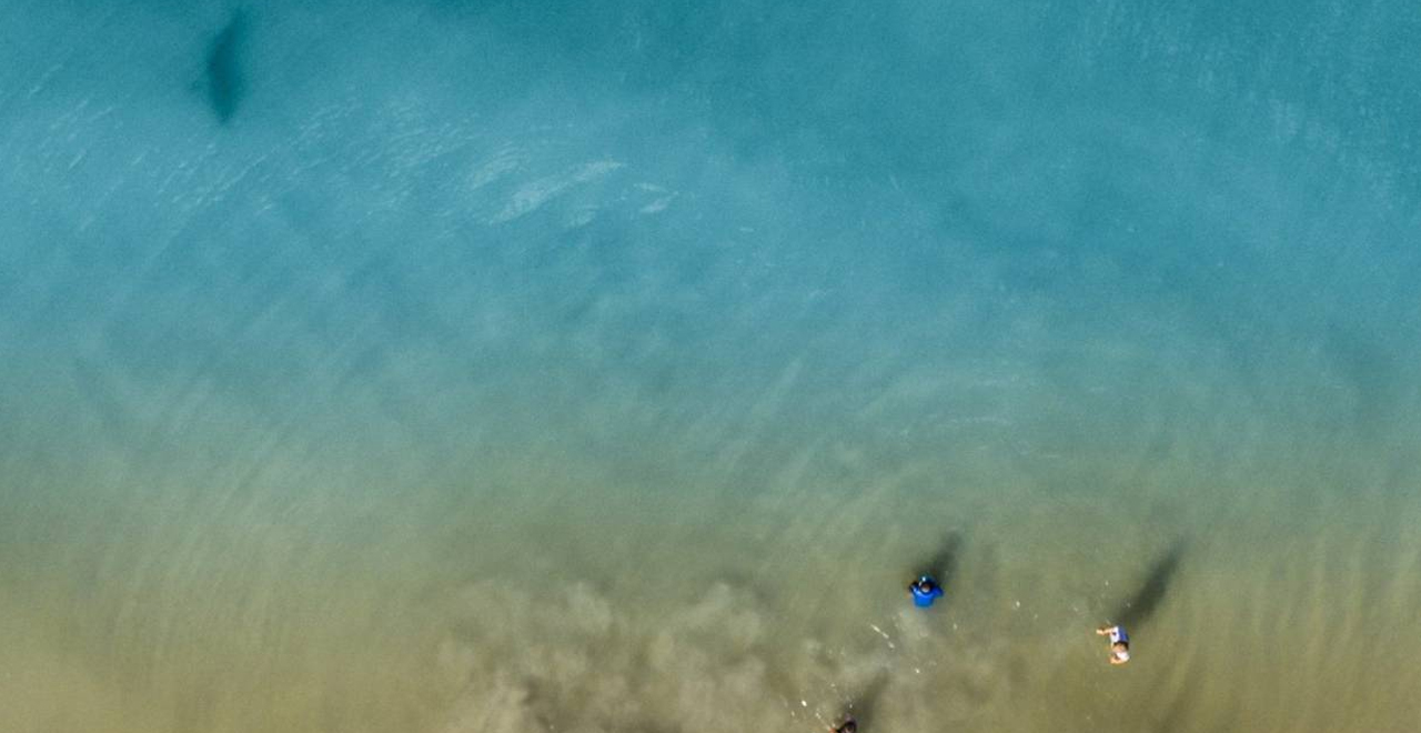 Dad's Drone Detects Shark