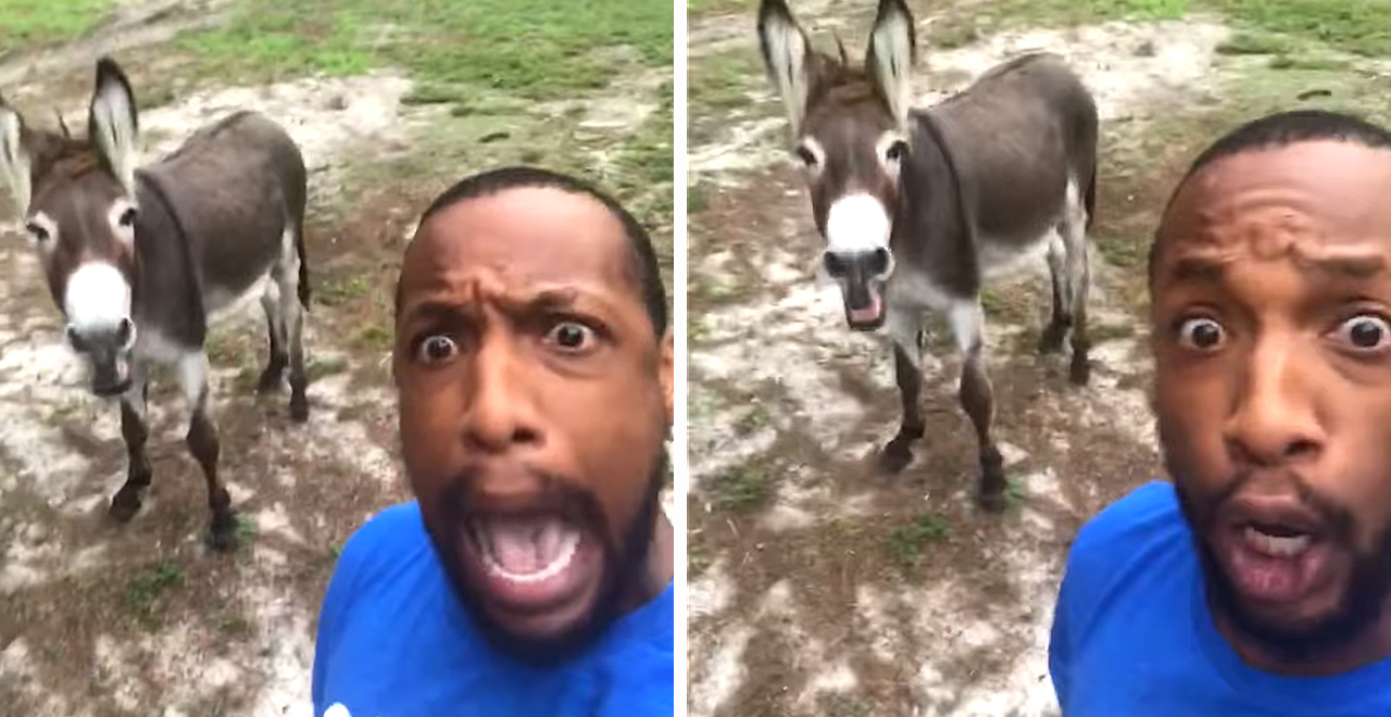 Travis Kinley's Donkey Duet