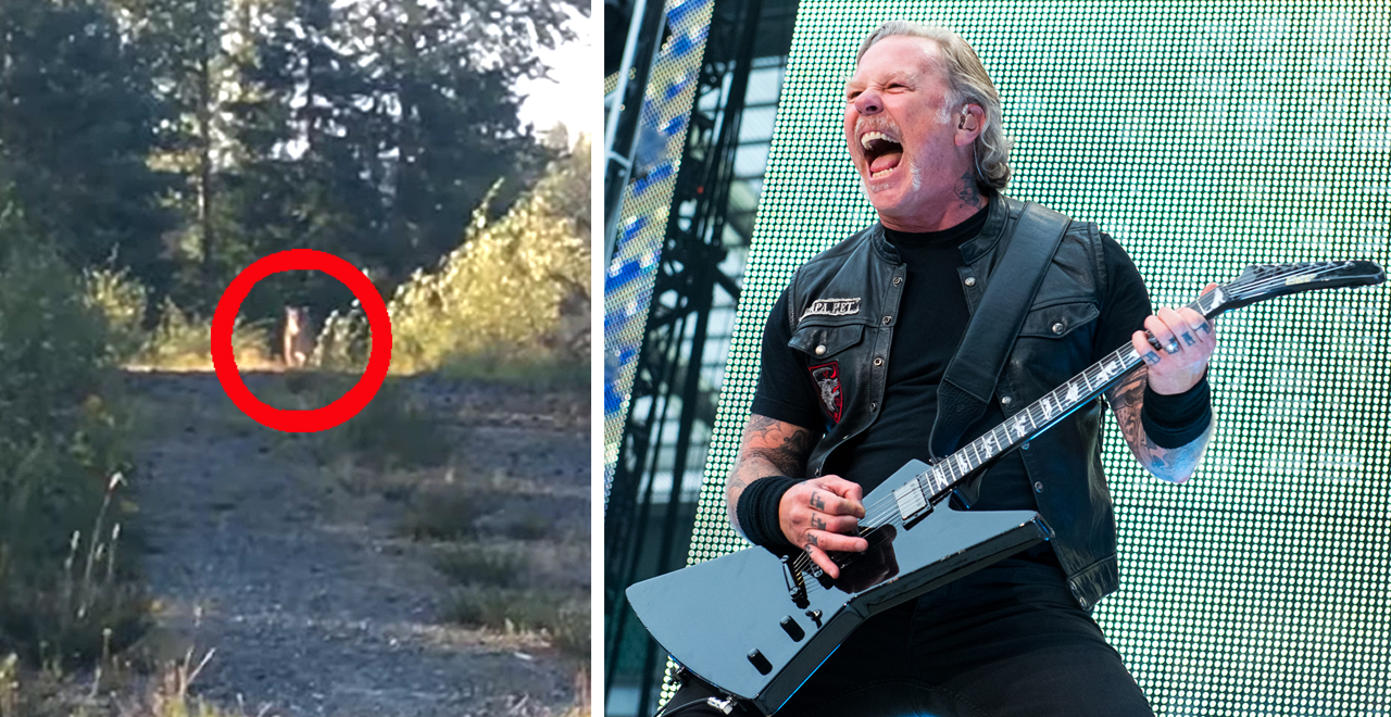 Metallica Scares off Stalking Cougar
