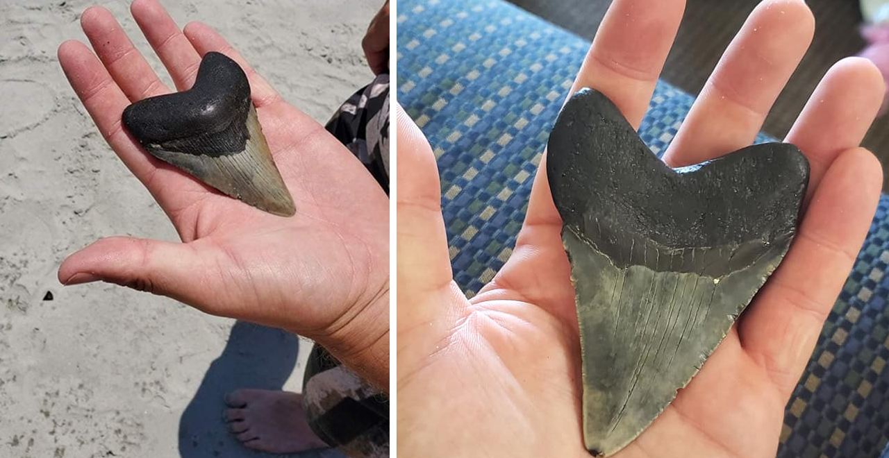 Dad and Son Find Meg Tooth on Myrtle Beach