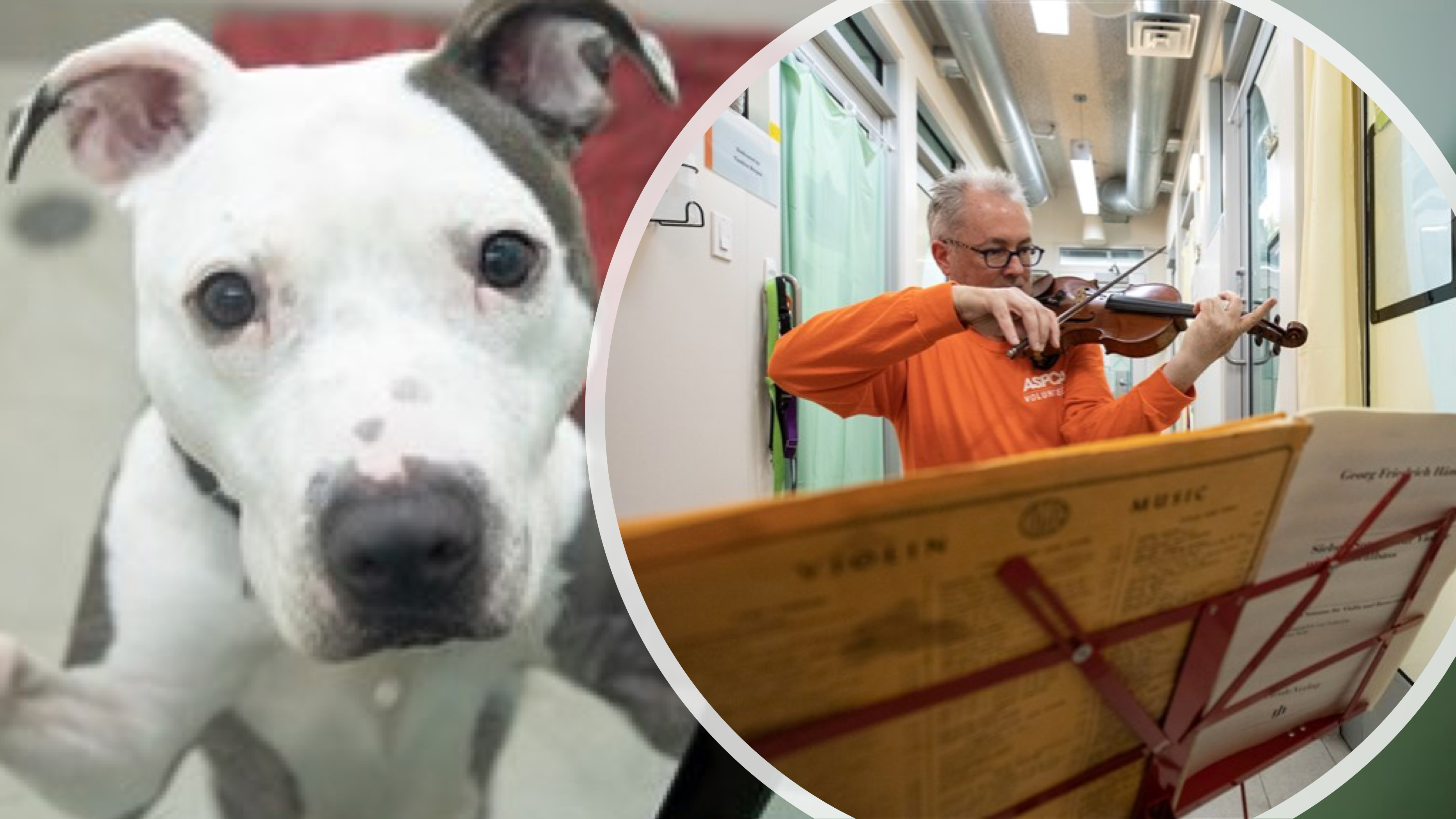 World-Class Violinist Volunteers to Play Music for Shelter Dogs