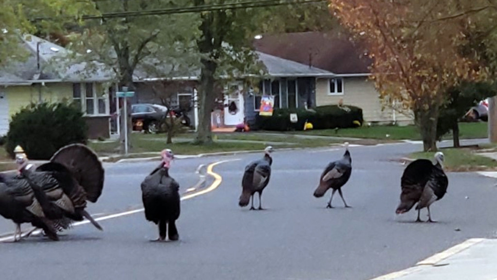 Wild Turkeys Terrorize Town