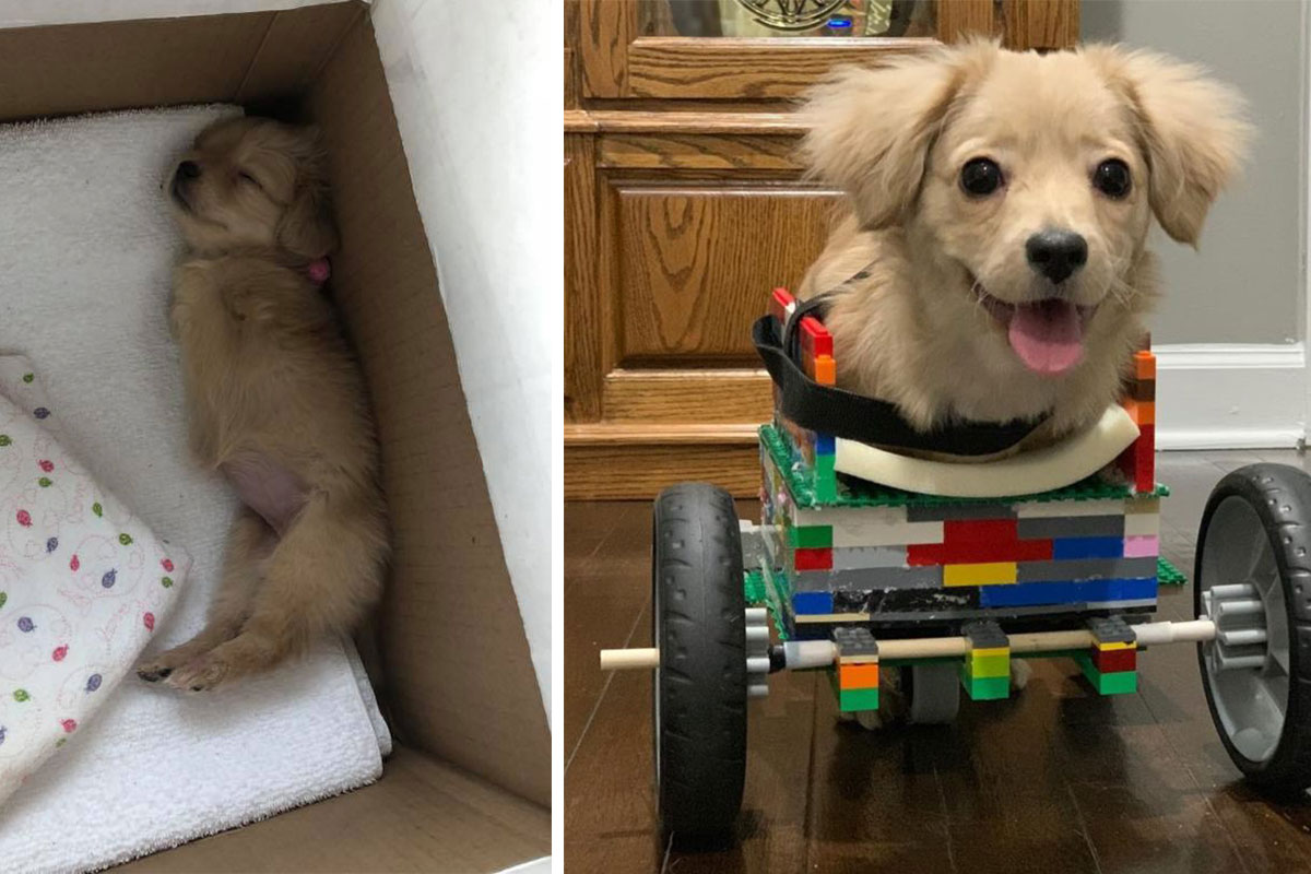 12yo Constructs LEGO Wheelchair for Puppy