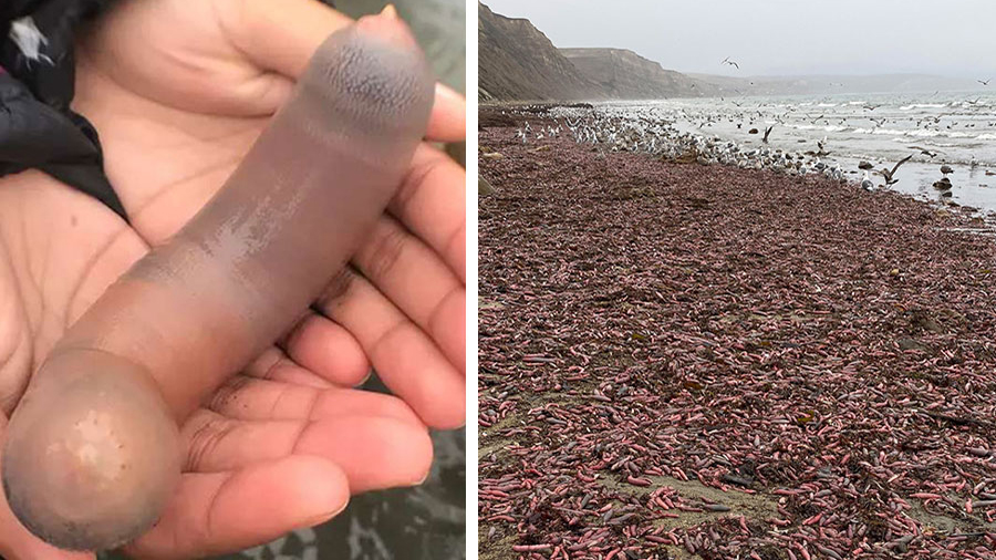 Thousands of Pulsating 'Penis Fish' Washed up on a California Shore