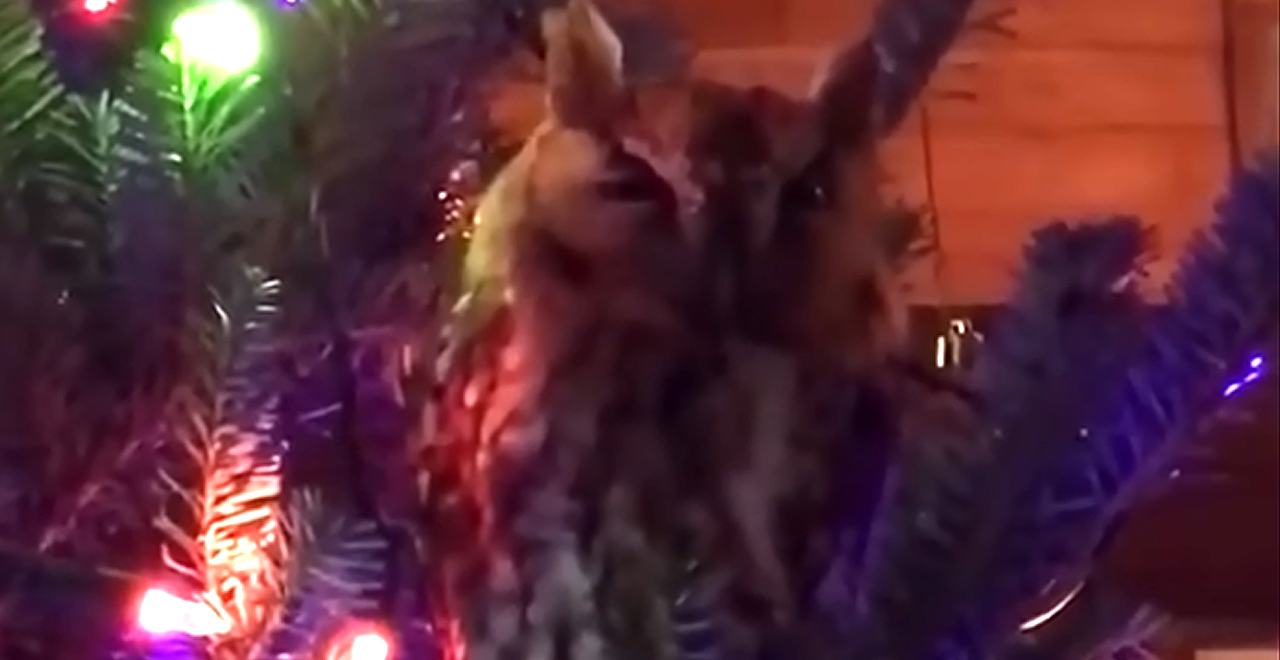 Owl in Xmas Tree