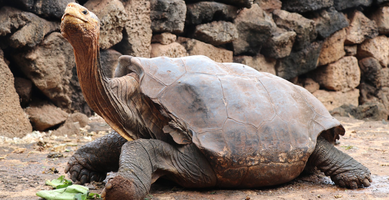 100yr Old Hero Turtle Saves Species