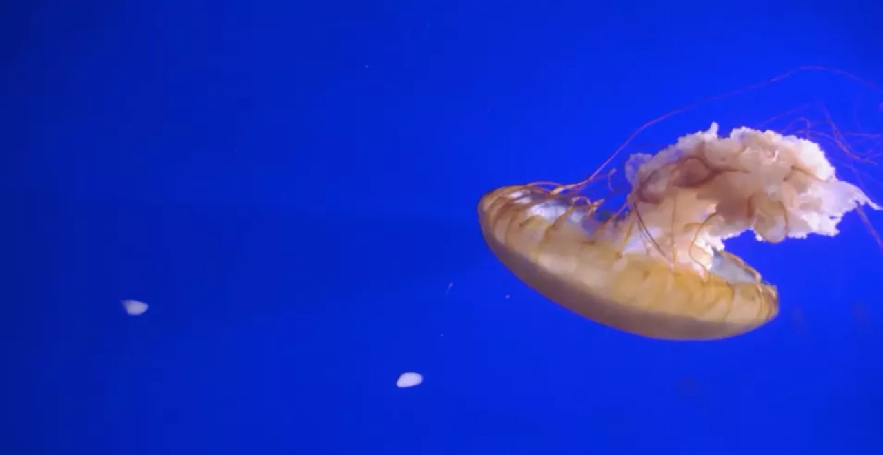 Vancouver Aquarium