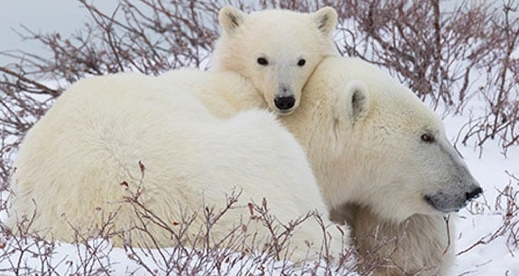 Polar Bear Cam