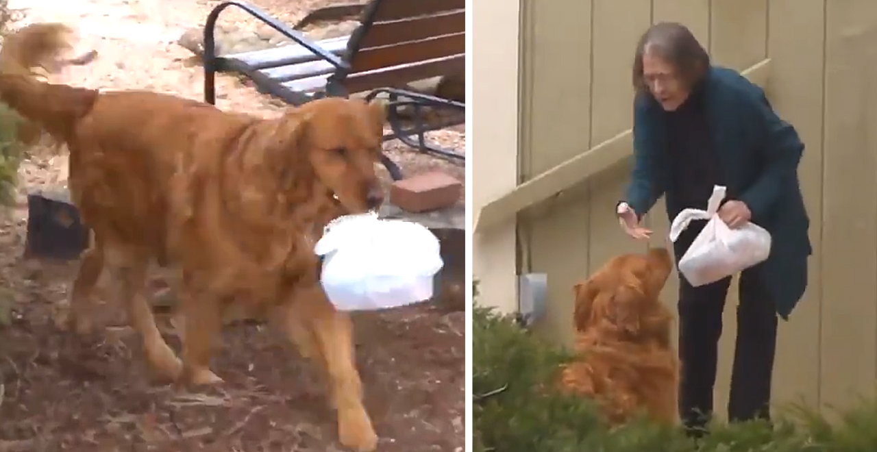 Dog Delivers Groceries