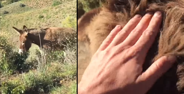 Man Reunites with Donkey