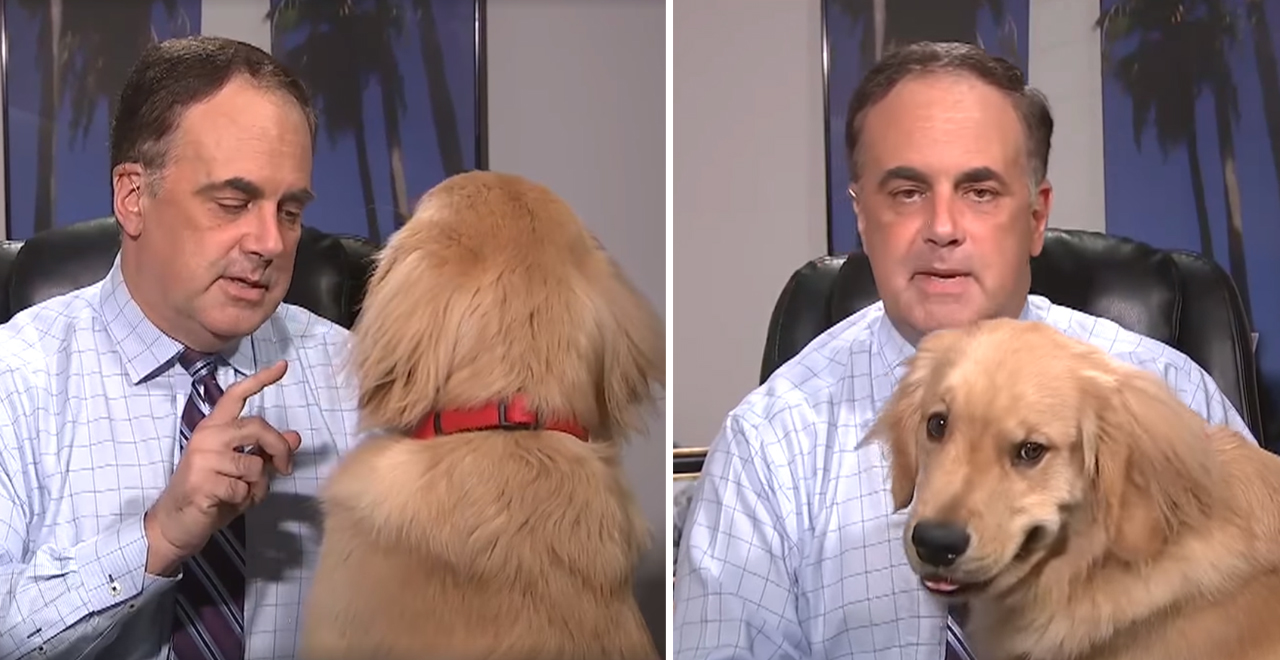 Dog Interrupts Weather Forcast