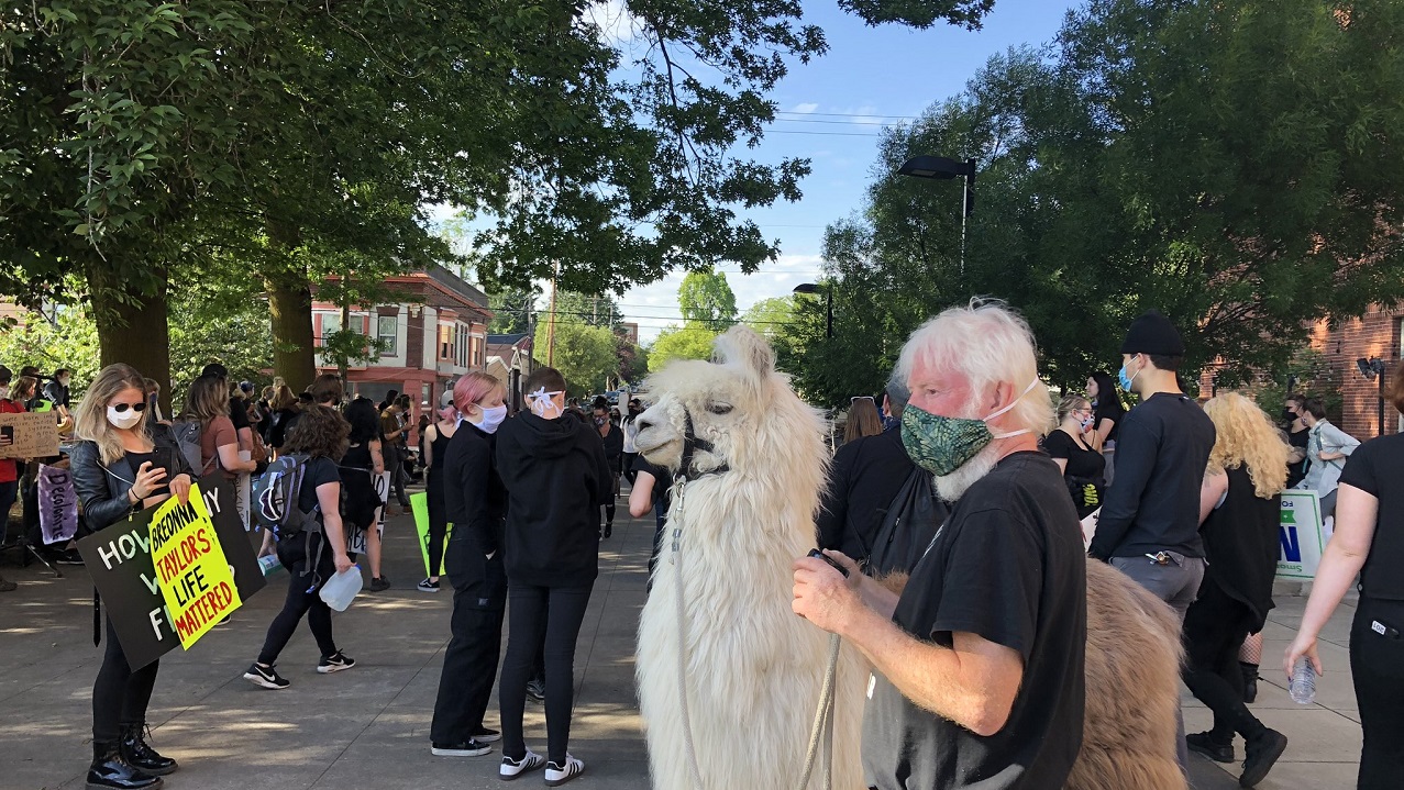 "No Drama Llama" Joins Peaceful Protest in Portland