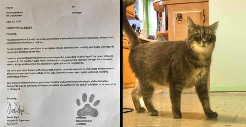 Cat Complain Man Working From Home Files HR Complaint Against His Cat
