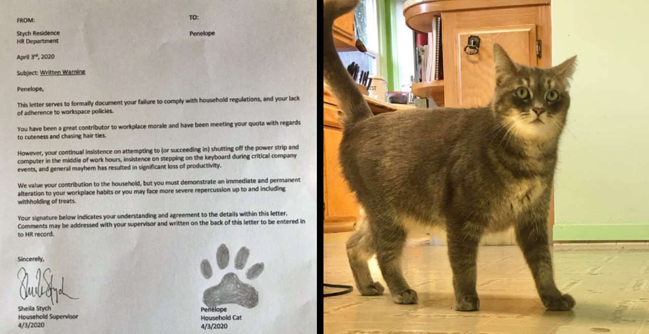 Problematic Cat is the Subject of Man’s HR Complaint
