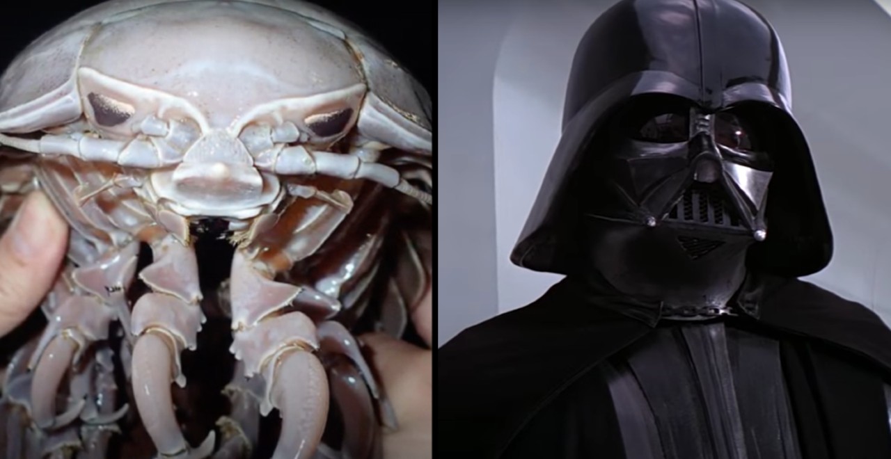 Vader Sea Cockroach