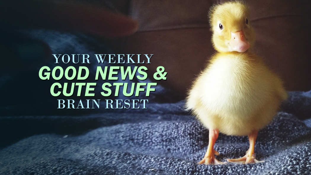Your Weekly Good News & Cute Stuff Brain Reset: Vol. 3