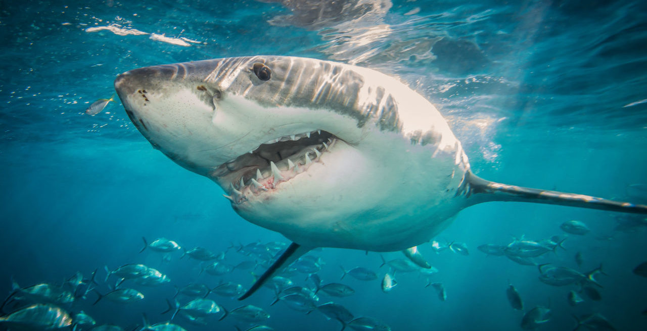 Dad Saves Son From Shark Attack