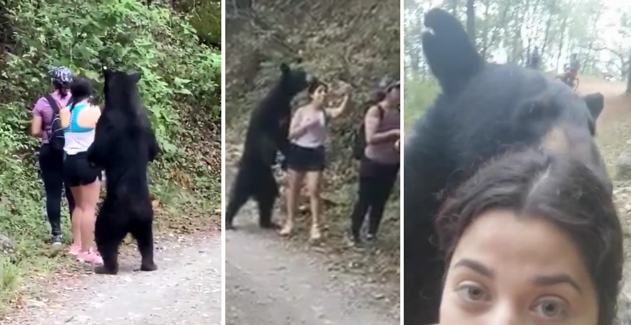 Woman Takes Selfie with Bear