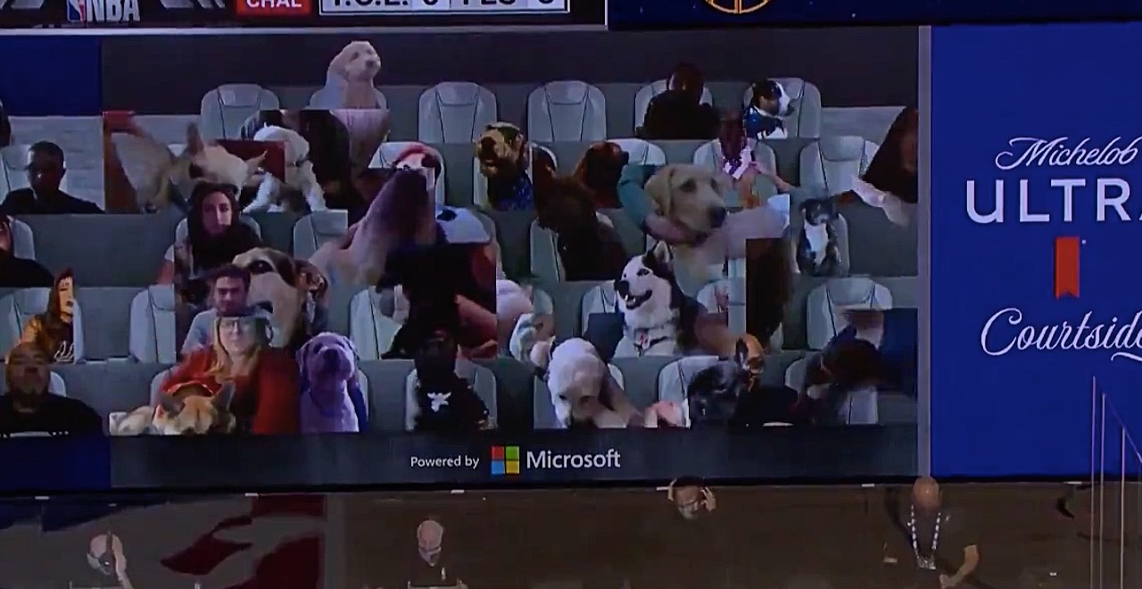 Adoptable animals courtside NBA