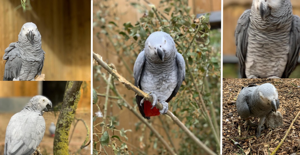 Swearing Parrots