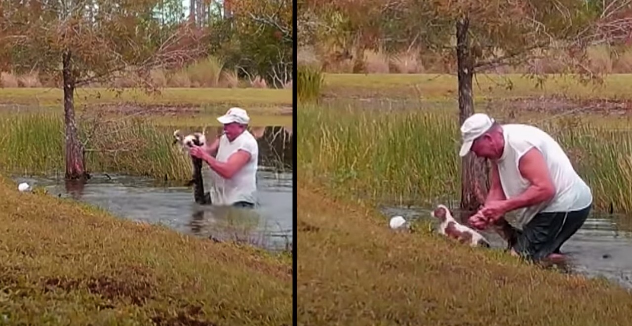 Florida man saves puppy from alligator