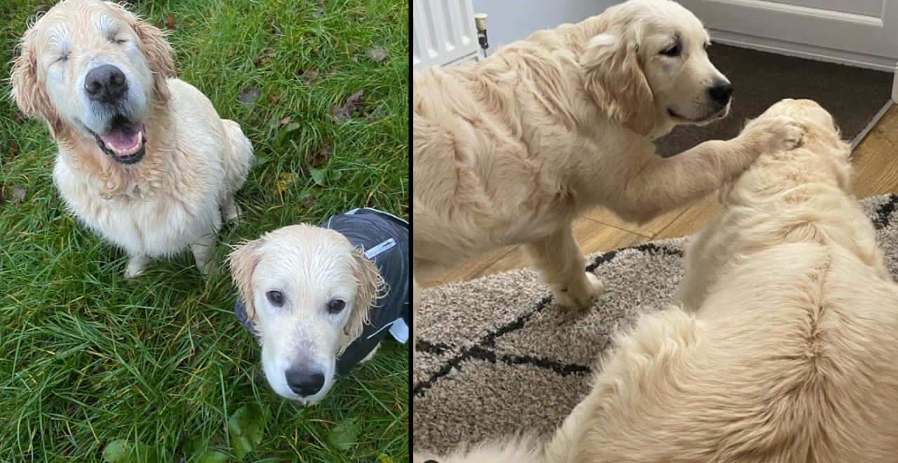 12-year-old blind dog gets guide dog