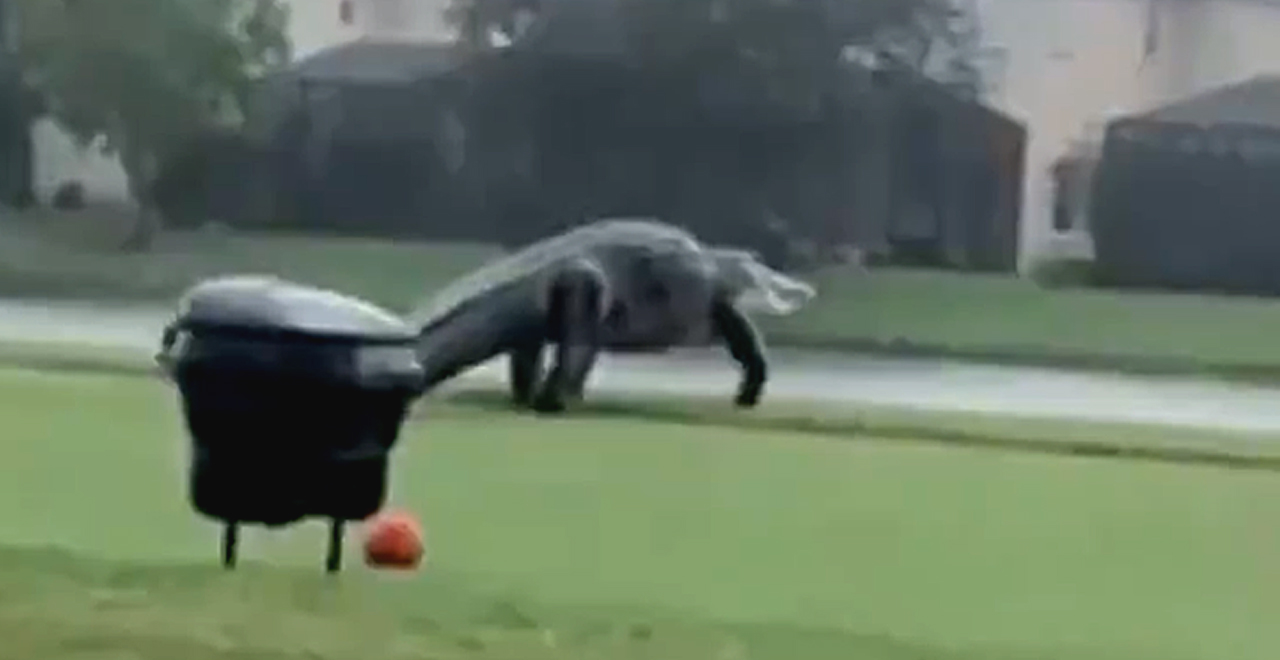 Giant Gator Takes a Stroll