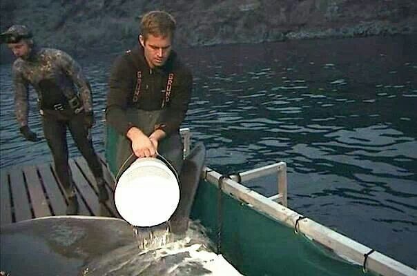 Paul Walker as a crew member on Shark Men