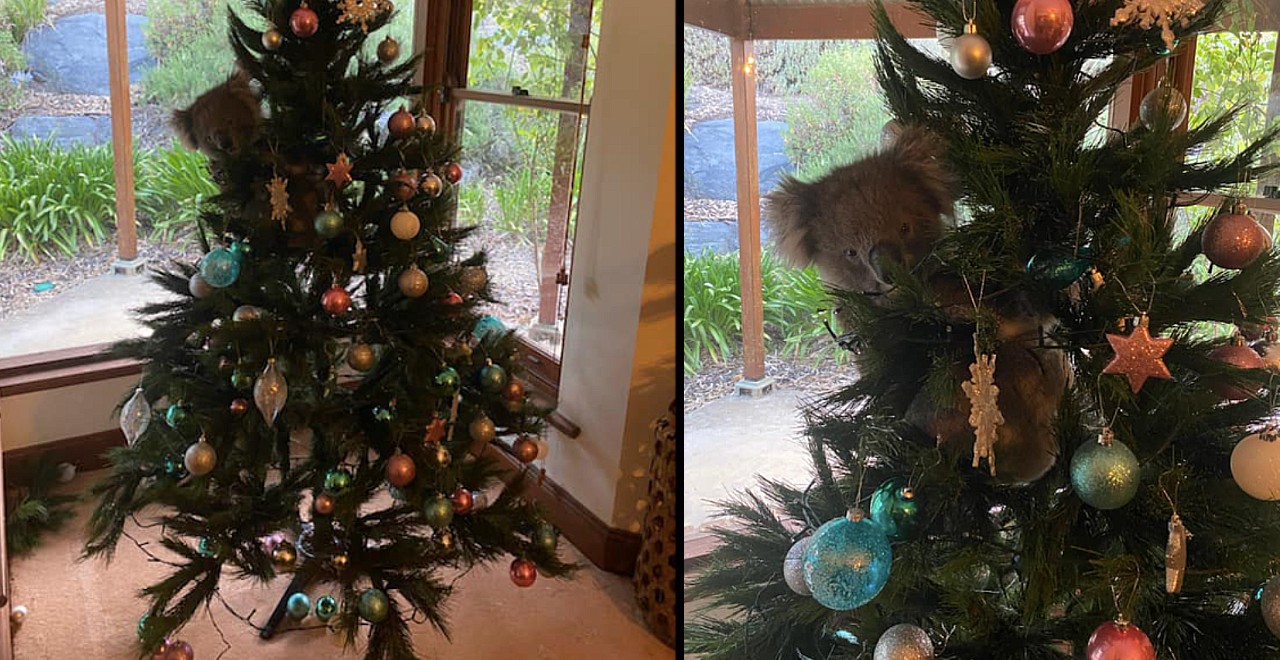 Koala breaks into home and chills in Christmas tree