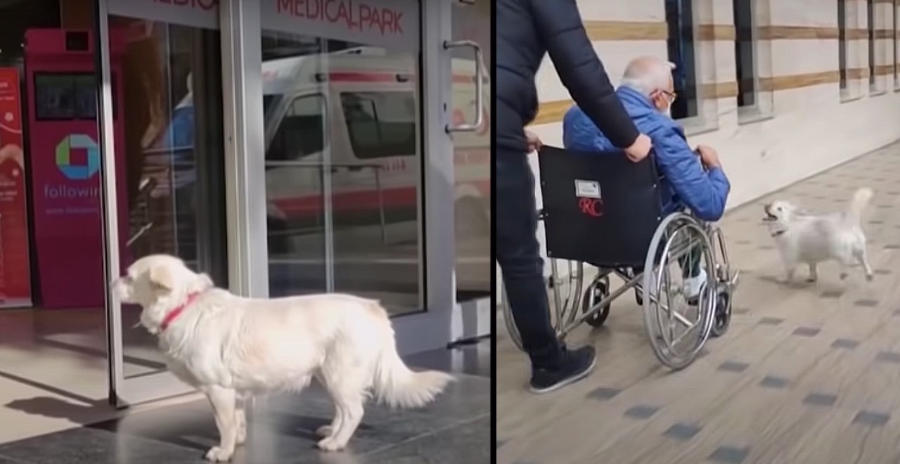 Dog waits outside hospital for owner